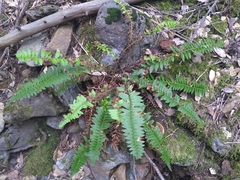Polystichum imbricans