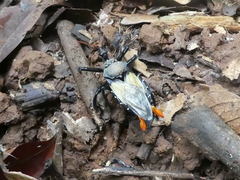 Apiomerus vexillarius