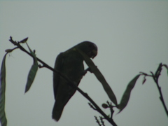 Amazona albifrons