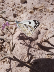 Pontia glauconome