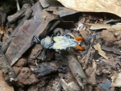 Apiomerus vexillarius