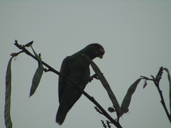 Amazona albifrons