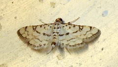 Hileithia rehamalis