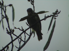 Amazona albifrons