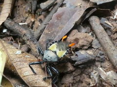 Apiomerus vexillarius