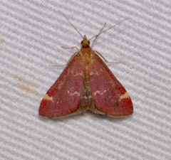Pyrausta grotei