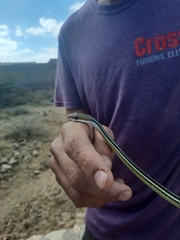 Psammophis punctulatus