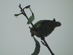 Amazona albifrons