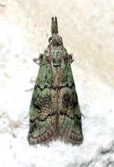 Cacotherapia flexilinealis