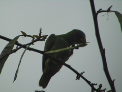 Amazona albifrons