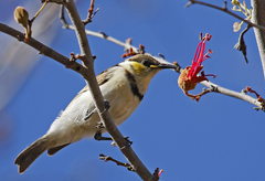 Cissomela pectoralis