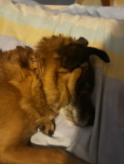 Hibiscus rosa-sinensis