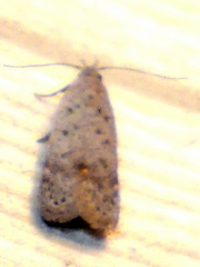 Anacampsis comparanda