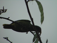 Amazona albifrons