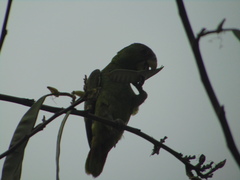 Amazona albifrons