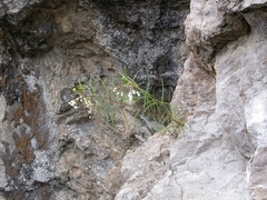 Asclepias coulteri