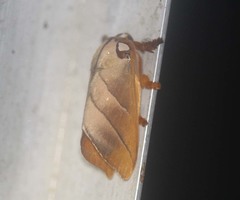 Mahanta quadrilinea