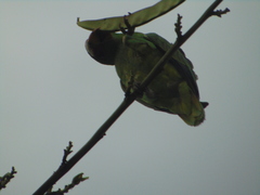 Amazona albifrons