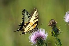 Papilio glaucus