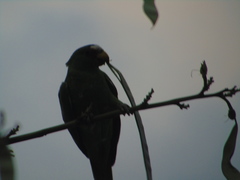 Amazona albifrons