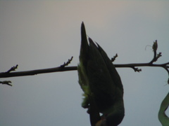 Amazona albifrons