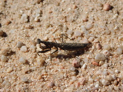 Musoniella