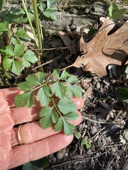 Thaspium barbinode