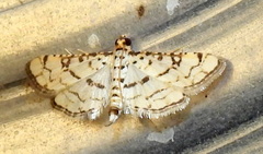 Hileithia rehamalis