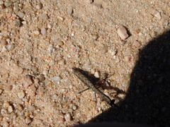 Musoniella