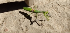 Stagmatoptera hyaloptera