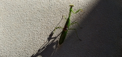 Stagmatoptera hyaloptera