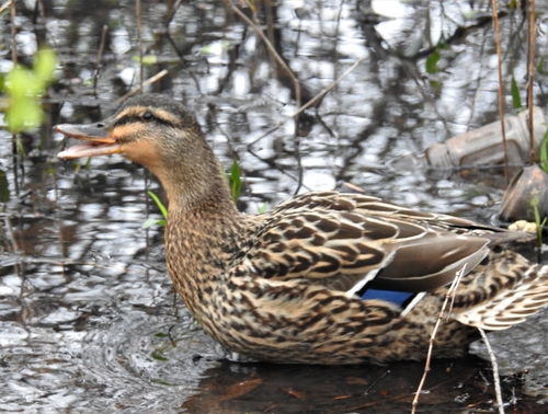 Mallard photographed in Arkansas