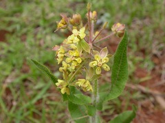 Asclepias contrayerba