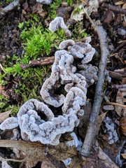 Thelephora americana