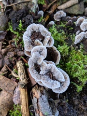 Thelephora americana