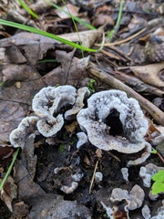 Thelephora americana