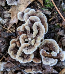 Thelephora americana