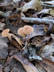 Collybiopsis biformis