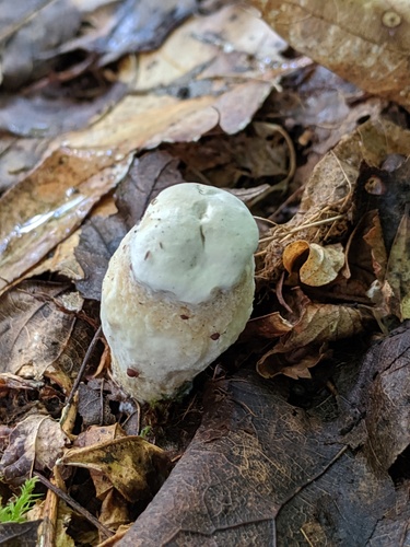Hypomyces chlorinigenus
