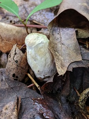 Hypomyces chlorinus