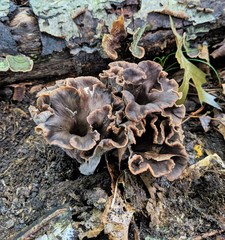 Craterellus caeruleofuscus
