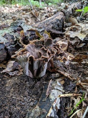 Craterellus caeruleofuscus