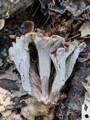 Craterellus caeruleofuscus