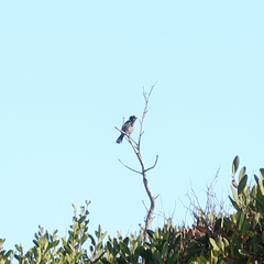 Phylidonyris novaehollandiae canescens