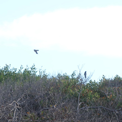 Phylidonyris novaehollandiae canescens