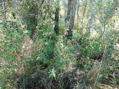 Austrobrickellia arnottii