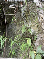 Pogonatherum paniceum