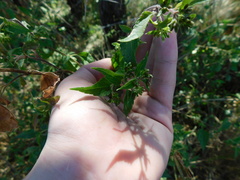 Austrobrickellia arnottii