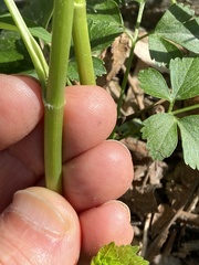 Thaspium barbinode
