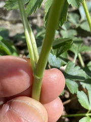 Thaspium barbinode